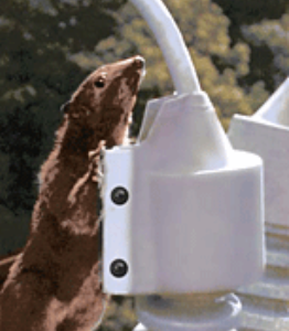 wildlife protection